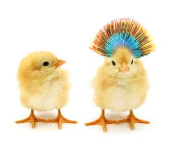 foto pollos